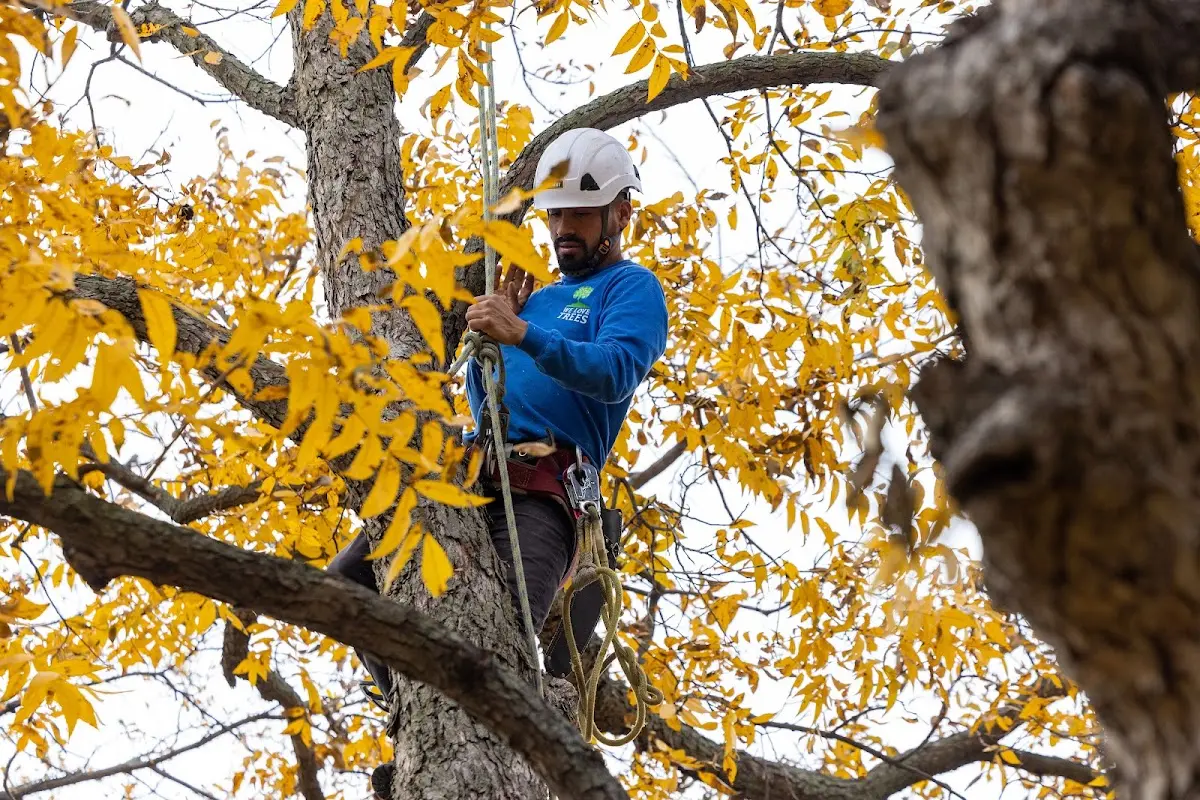 Skilled Tree Planing crew working in Bernalillo