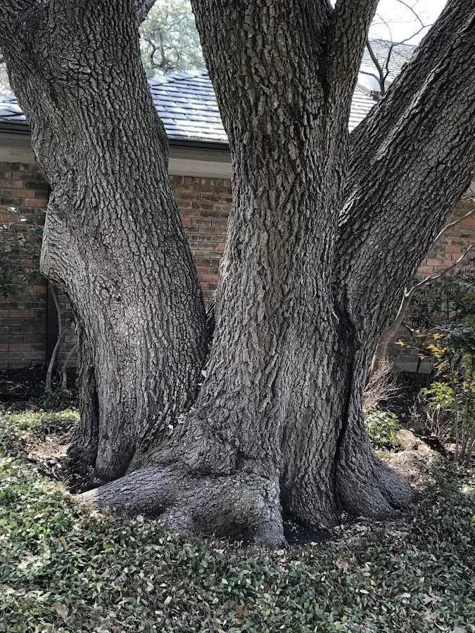Mature heritage tree close to a Bernalillo property cared for by certified arborists